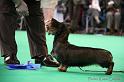 Crufts2011_2 1123